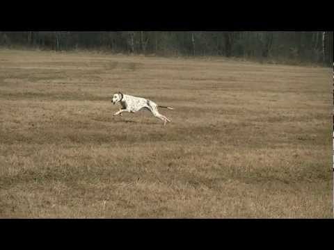 Coursing trénink 17.3.2012 - Afghánský chrt, greyhound a královský pudl