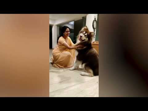 Singer Sunitha Playing With Her Pet Dog In Home  ||Vstar Unique