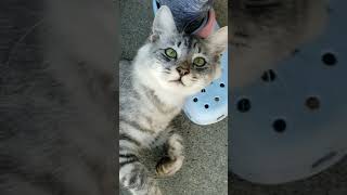 タマ