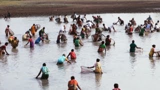 Traditional Fish Farming in Girsola, Ganjam, Odisha