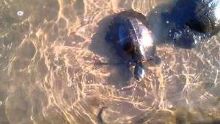 Fish, Turtles, and Ducks in our backyard.mp4