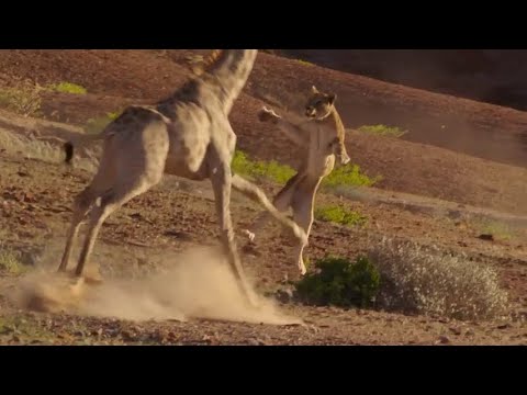 DESERT LIONS HUNTING A GIRAFFE