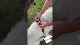 Postroj pro psa tlapky 20mm