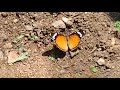 Butterfly Status Watsaap Status Creative Visuals