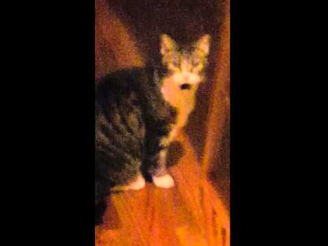 Morimo Cat. Smell bad.