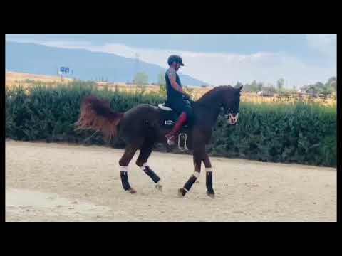 KWPN dressage horse  for sale (FERGUSON X GRIBALDI)