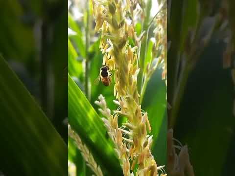 Beauty of the nature♥️