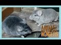 Chinchilla Introduction