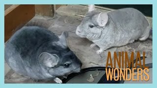 Chinchilla Introduction