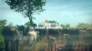 Tour da Pastagem: Explorando a Pecuária Forte do Mato Grosso!