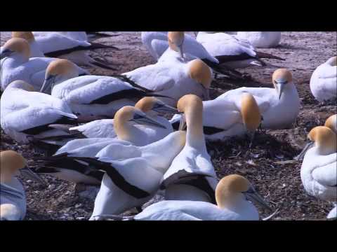 'Your song' by Judd and Kolbe