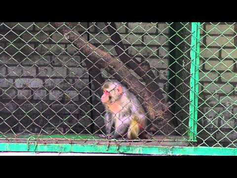 Johnik monkey, awful state жахливий стан, 30.05.15