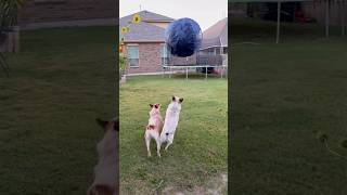 Cattle dogs VS herding ball