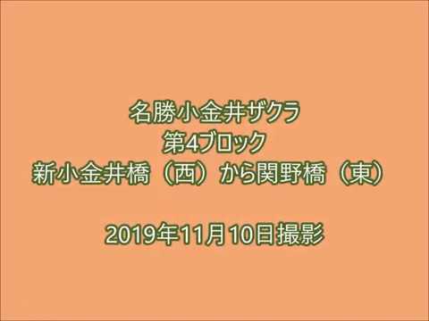 「名勝小金井ザクラ」玉川上水ヤマザクラ並木　第4ブロック右岸　191110am