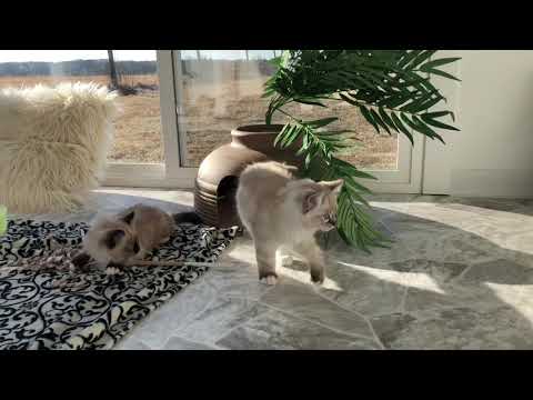 12 week old Ragdoll kittens playing in the sunshine
