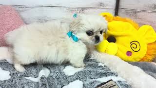 ハーフ犬の動画01