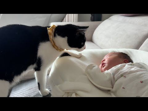 아기 동생이 생기자 고양이 횽아의 놀라운 반응