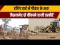 Jaisalmer Dead Cows News जैसलमेर में सैकड़ों गायों क�