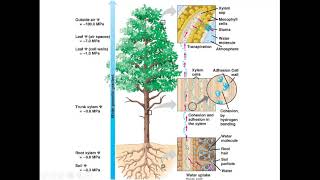 Kru..DADA ..การลำเลียงของพืช EP.02