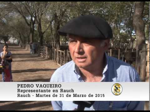 Nota Pedro Vaqueiro - Ledesma y Arana S.R.L. - Rauch. 31-03-2015