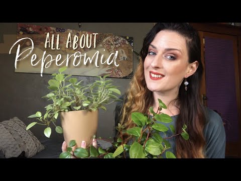 My Peperomia Collection + Care Tips