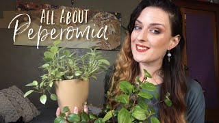 My Peperomia Collection + Care Tips