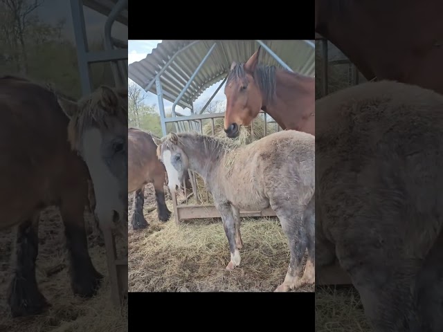 Demi-sang Arabe 2025