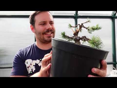 2 Bergkiefern werden zum Bonsai (Pinus mugo - Bonsai)
