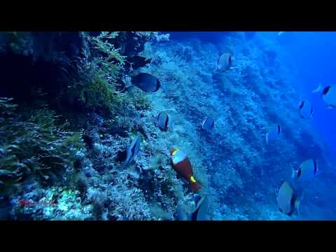 Tauchen auf Gozo September 2014, Verschiedene Tauchplätze auf Gozo,Malta