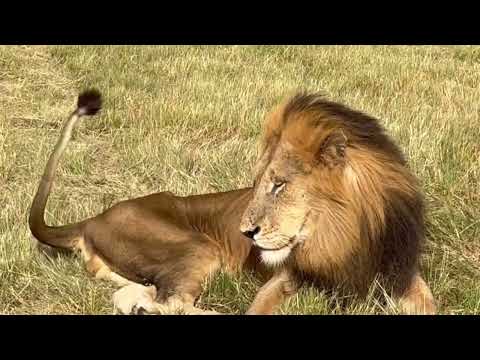 Tumbela Male Lion not Very Far Away from Plains Camp Males | 1 March 2024