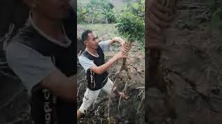 Download lagu tutorial cari bakalan serut mp3 Download lagu tutorial cari bakalan serut mp3