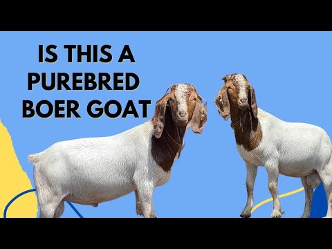 , title : 'IS THIS A PUREBRED BOER OR NUBIAN || HOW TO TELL IF IT IS PUREBRED ANIMAL'