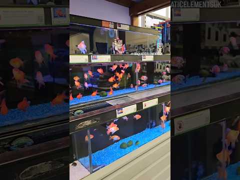 Some stunning goldfish available @MaidenheadAquatics | Loved the large Ryukin #goldfish #aquarium