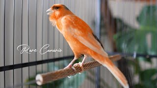 Download lagu raro canto canário. muito bom para o seu mestre canário HD - Rare Canário mp3 Download lagu raro canto canário. muito bom para o seu mestre canário HD - Rare Canário mp3