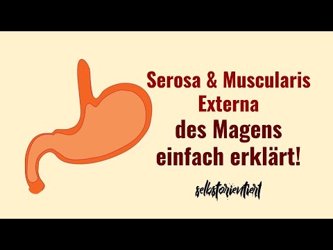 Serosa & Muscularis Externa des Magens histologisch erkennen & unterscheiden - Histologie Drüsen