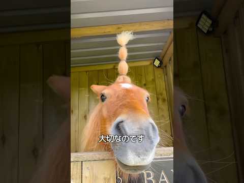 馬のたてがみを整える理由