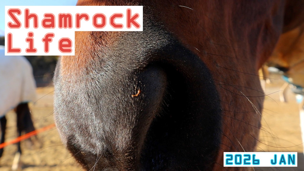 DIYホース/1月のVlog