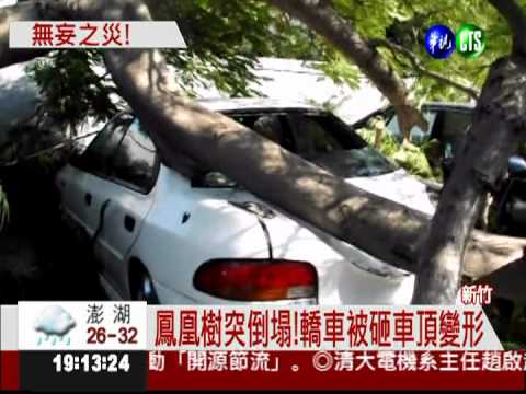 鳳凰樹砸車變形! 轎車車主盼國賠