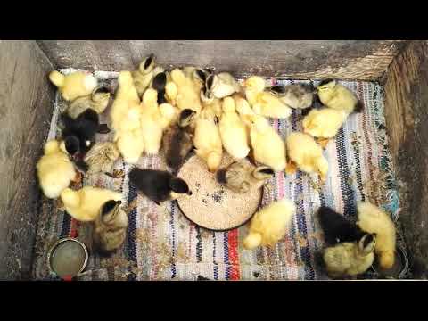 boboci de rață românească