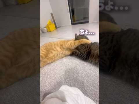 園芸 猫の世話をする