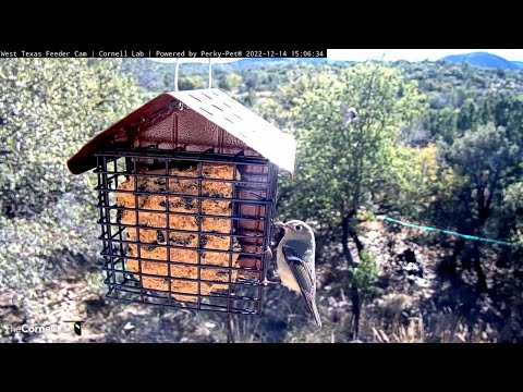 Ruby-crowned Kinglet Grabs Suet During Short Visit In West Texas – Dec. 14, 2022