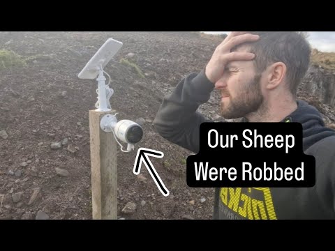 Our Sheep were robbed, Plans put in place to stop it happening again #sheep #farm #farming #cows