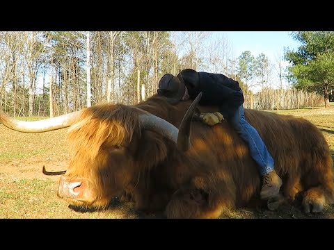 This Adorable Highland Bull Loves Some Cowboy Snuggles