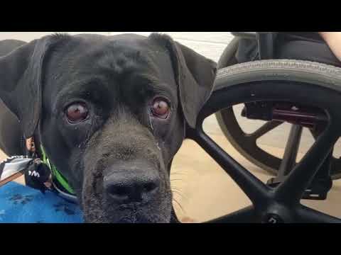 Nelly 5y A869565@TRN, in harrys haven kennel 207 PACC shelter but@TRN here she did lovely 20250824 1