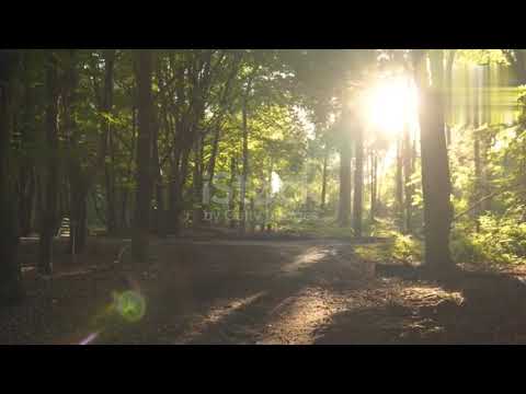 Nature video remove the stress