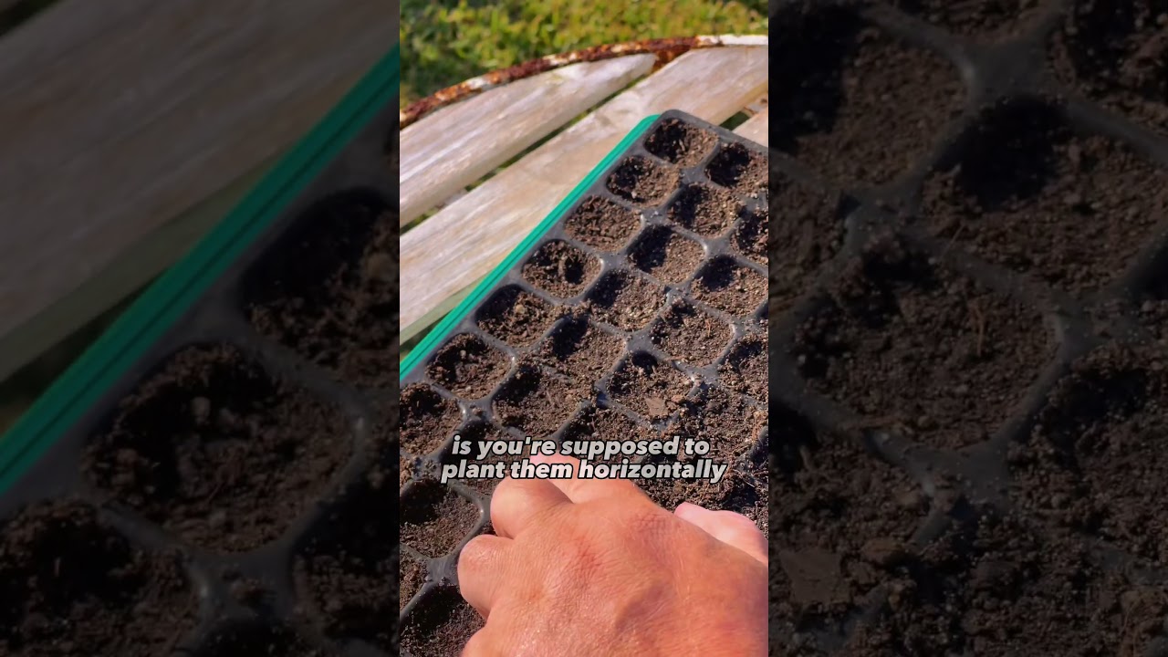 Starting Desert Roses (Adenium) from Seed! #adenium #adeniumobesum #desertrose #gardening #garden