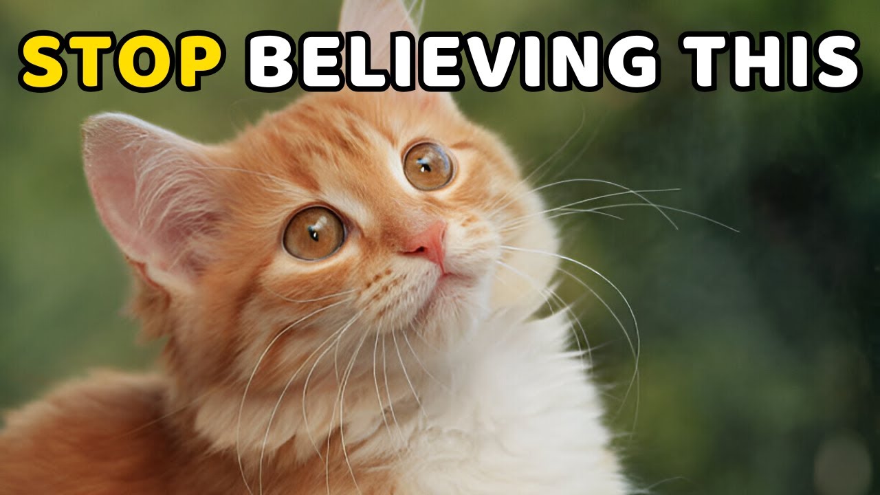 These Misconceptions About Cats You Still Believe!
