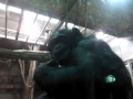 Chimpanzee watching herself on tablet screen.