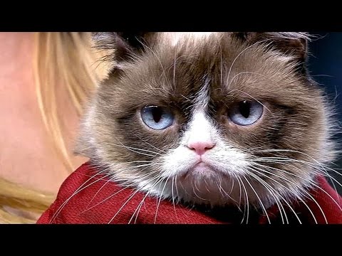 Grumpy Cat throws out the first pitch