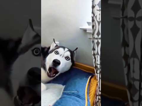 Huskies are pro at saying NO🤣 The Most Dramatic Huskies | Normal dogs vs Huskies 🤣 #husky #shorts